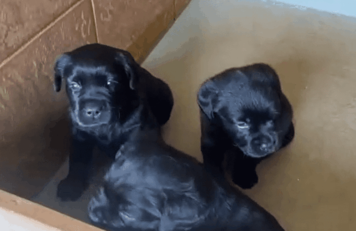 Imagem relacionada ao projeto do CBMDF que recruta famílias socializadoras para cães de assistência.