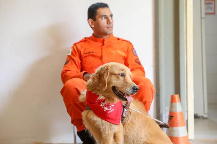 Imagem relacionada à matéria do Repórter Capital sobre o projeto de cães-guia do CBMDF.