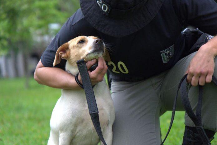 Imagem relacionada à matéria do Repórter Capital sobre o evento de adoção de cães adestrados da PMGO.