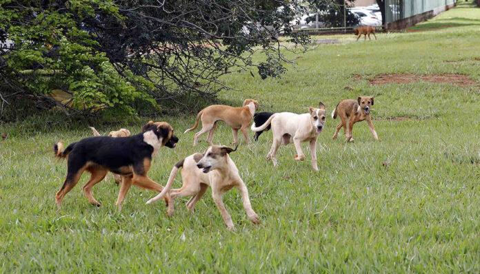 Imagem relacionada à campanha Dezembro Verde de conscientização contra o abandono de animais