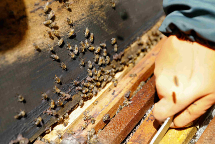 Imagem relacionada à matéria do Repórter Capital sobre ataque de abelhas na Estação do Metrô da SQS 106, em Brasília.