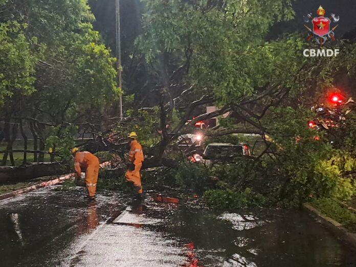 Imagem relacionada à matéria do Repórter Capital sobre árvore caída sobre carro no Plano Piloto após chuva.
