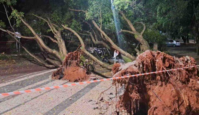 Imagem relacionada à queda de árvores sobre carros no estacionamento do Senado após forte chuva.