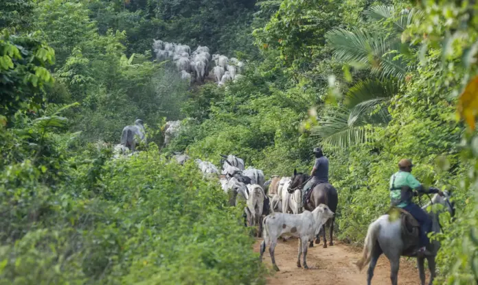 Imagem relacionada à matéria do Repórter Capital sobre a emboscada que matou um vaqueiro durante operação do Ibama na Terra Indígena Apyterewa.