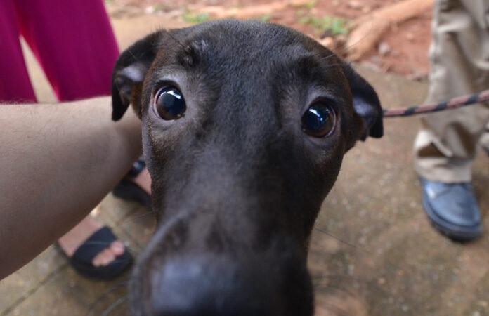 Imagem relacionada à matéria do Repórter Capital sobre cães disponíveis para adoção pela Zoonoses do DF