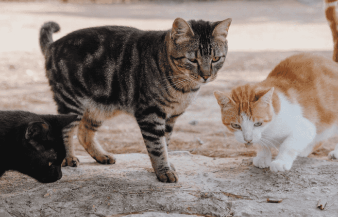 Imagem relacionada à matéria do Repórter Capital sobre a lei que garante proteção a animais comunitários no Distrito Federal.