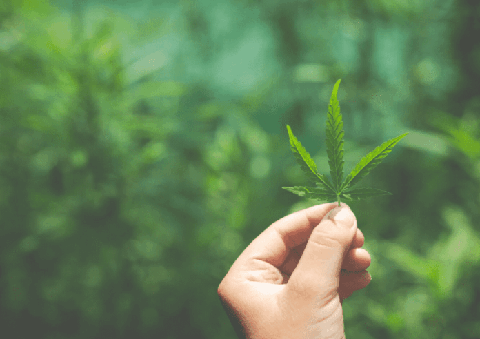 Imagem relacionada à matéria do Repórter Capital sobre regulamentação da cannabis medicinal aprovada pela Anvisa no Brasil