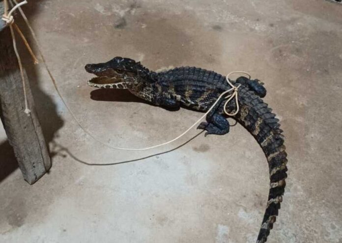 Imagem relacionada ao resgate de jacaré pelo Corpo de Bombeiros do DF em São Sebastião.