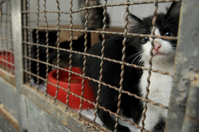 Gatinho indefeso em gaiola aguardando adoção