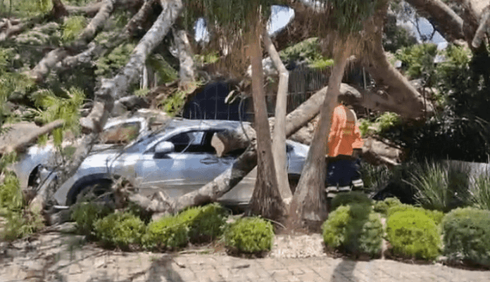 Imagem relacionada à matéria do Repórter Capital sobre queda de árvore que atingiu três veículos na Asa Sul.