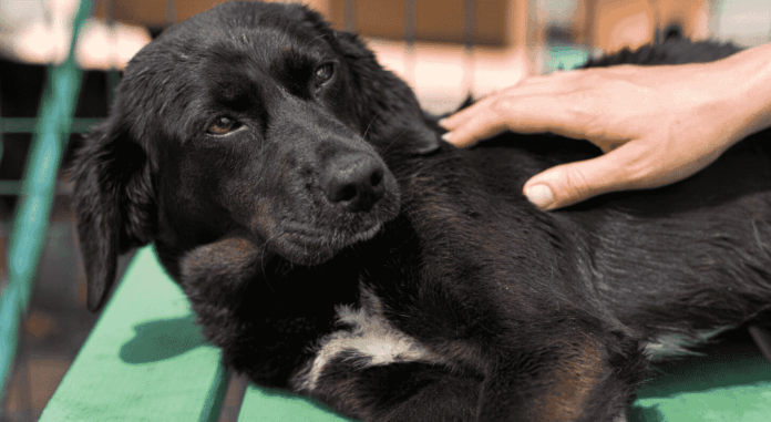 Imagem relacionada à matéria do Repórter Capital sobre projeto que cria Disque Denúncia de maus-tratos a animais no DF.