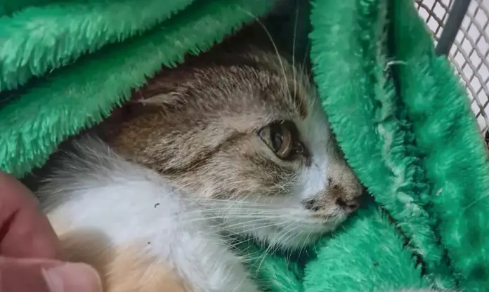 Imagem relacionada à matéria do Repórter Capital sobre prisão por maus-tratos a animal em Curitiba.