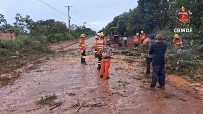 Bombeiros atendem ocorrências de queda de árvores após chuva no DF.