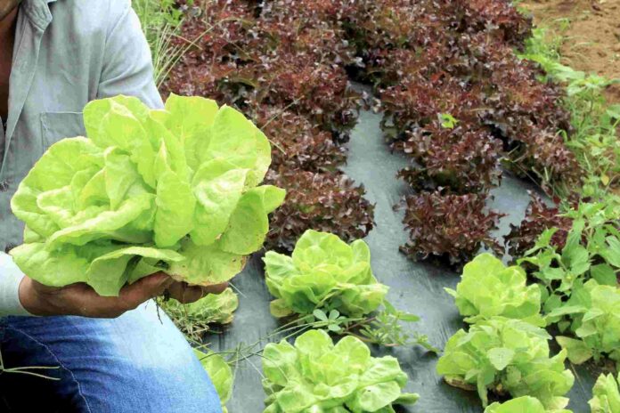 Mulheres da zona rural participando de curso do projeto Mulheres no Campo no Distrito Federal