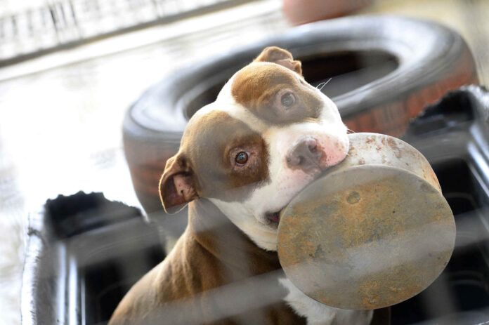 Imagem de cães disponíveis para adoção na Zoonoses do Distrito Federal aguardando um novo lar