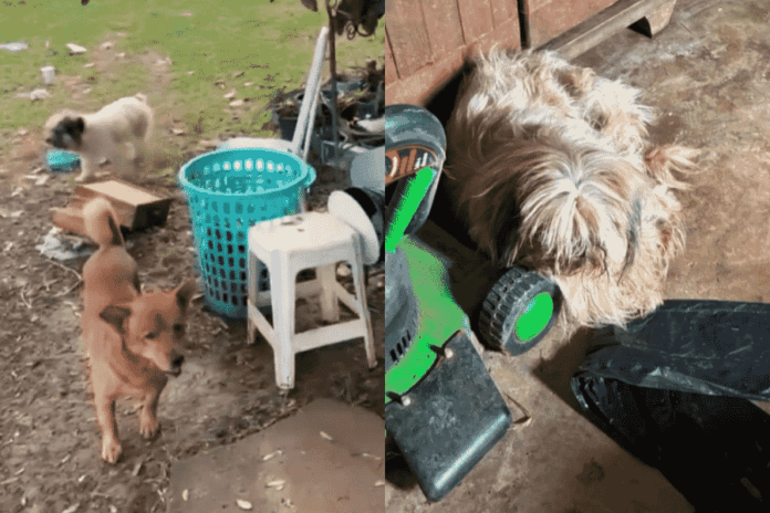 Animais aguardam adoção após morte de idosa que vivia em casa insalubre no Distrito Federal