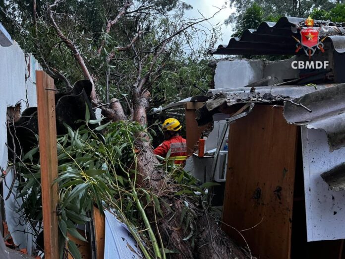 Imagem relacionada à matéria do Repórter Capital sobre árvore que caiu sobre casa no Recanto das Emas após temporal