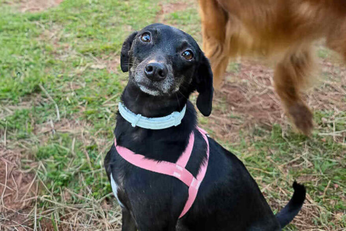 Cães disponíveis para adoção na Zoonoses do Distrito Federal aguardando um novo lar em baias monitoradas.