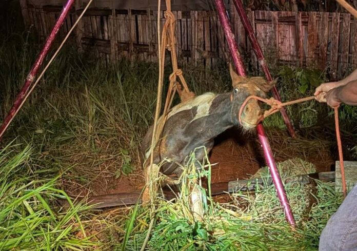 Égua durante operação de resgate do CBMDF.