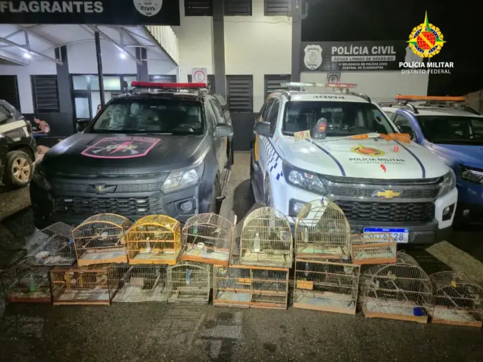 PMDF Desmantela Cativeiro de Aves Silvestres e Apreende Arma em Operação contra Tráfico Interestadual