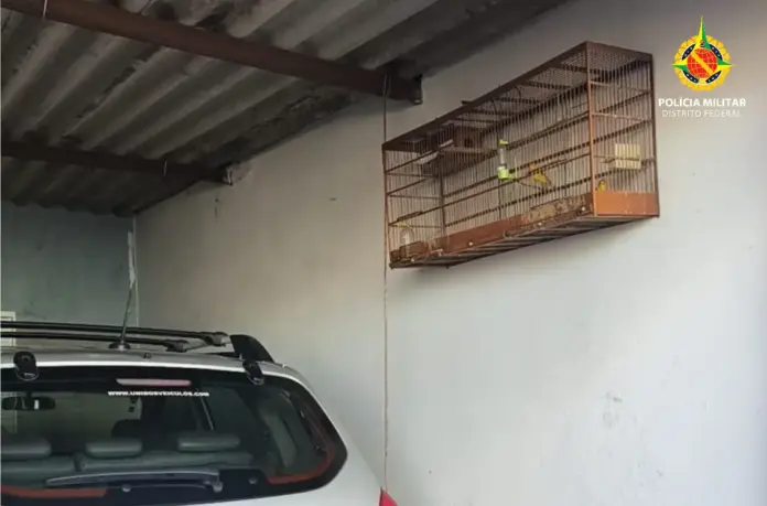PMDF autua suspeito de crime ambiental e apreende aves silvestres no Sol Nascente