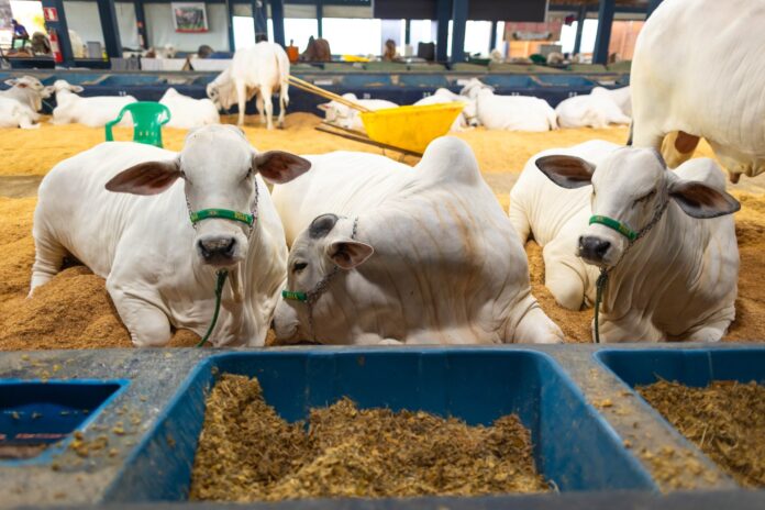 Agrodefesa fornece orientações sobre exames para transporte de bovinos e bubalinos destinados à reprodução