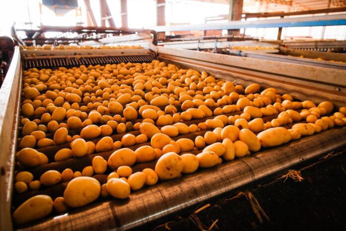 Goiás registra aumento na produção de batata-inglesa