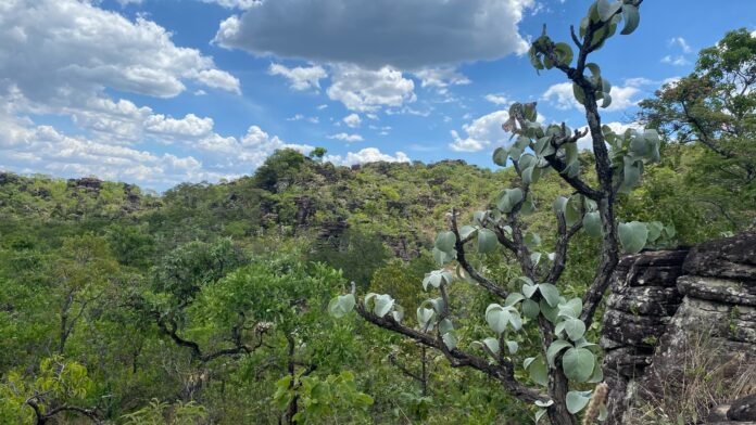 PSA Cerrado em Pé estende prazo de inscrição até 30 de junho
