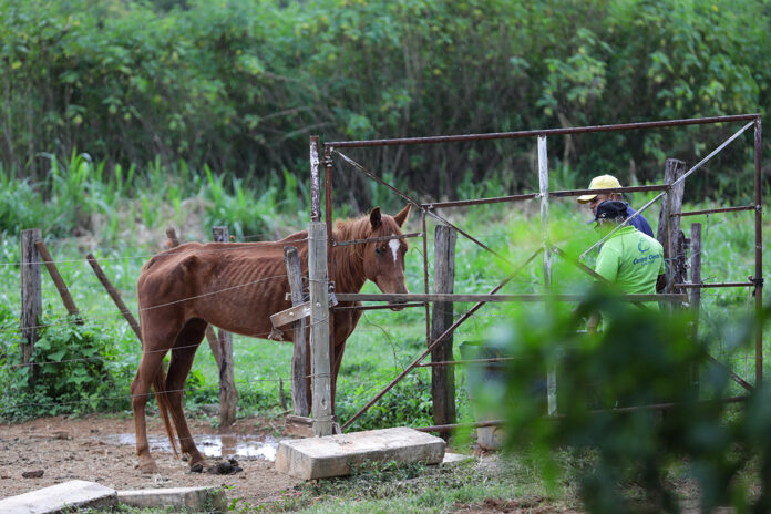 Apreensões de animais de grande porte no DF triplicam, impulsionando aumento nas adoções nos últimos anos