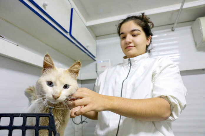Hvep Móvel oferece atendimento veterinário gratuito no Paranoá nesta segunda-feira (13)