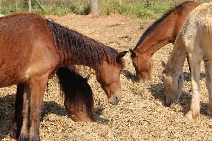 Acompanhamento online simplifica adoção de animais resgatados no DF
