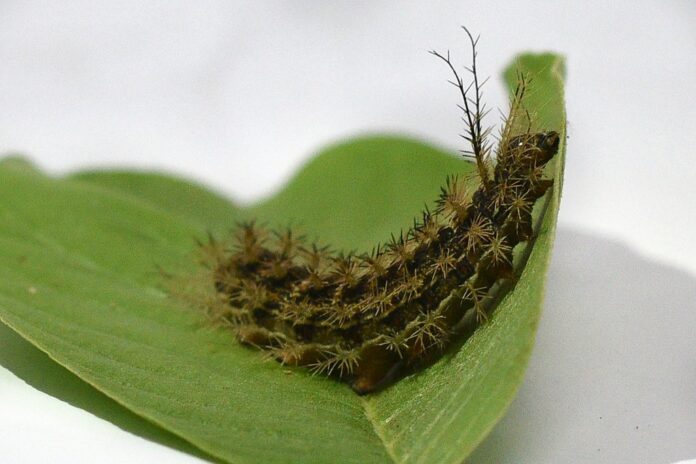 Acidentes com lagartas podem causar danos significativos e até fatalidades