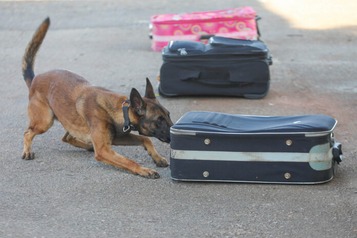 Cães policiais aumentam efetividade de operações no DF