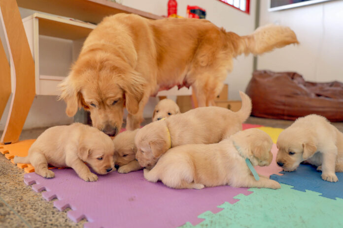 Filhotes de golden retriever começam treinamento para se tornarem cães-guia no DF