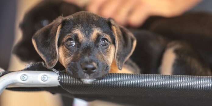Governo inicia consulta pública sobre medicamentos genéricos e similares para uso veterinário