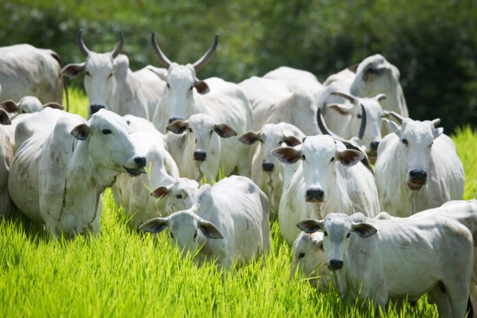 Declaração de Rebanho 2026 terá início em 1º de maio