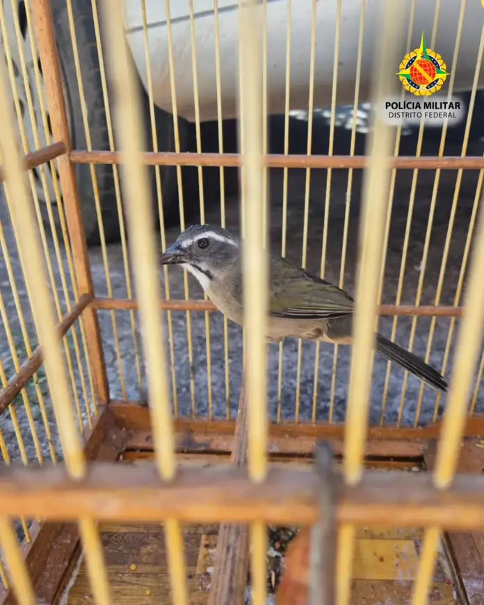 PMDF apreende ave silvestre mantida de forma irregular e autua responsável por crime ambiental no Recanto das Emas