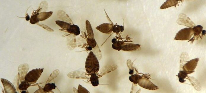 Goiás registra primeiro caso de febre Oropouche em Anápolis