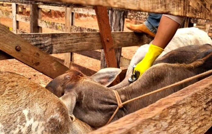 Vacinação contra brucelose será realizada em Bela Vista de Goiás