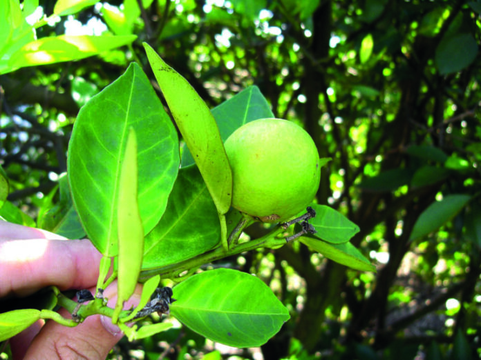 Agrodefesa implementa medidas fitossanitárias para proteger a produção de citros