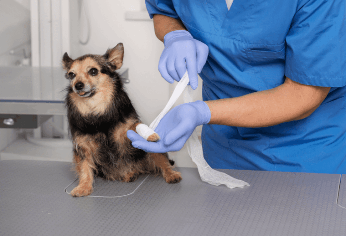 Médico veterinário cuidando do animal de estimação.