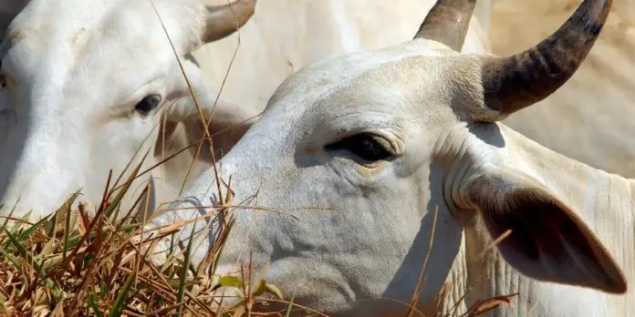 União Europeia proíbe importação de carne brasileira a partir de setembro