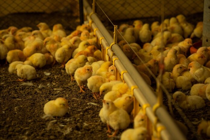 Agrodefesa destaca a importância da prevenção da gripe aviária durante o outono e o inverno