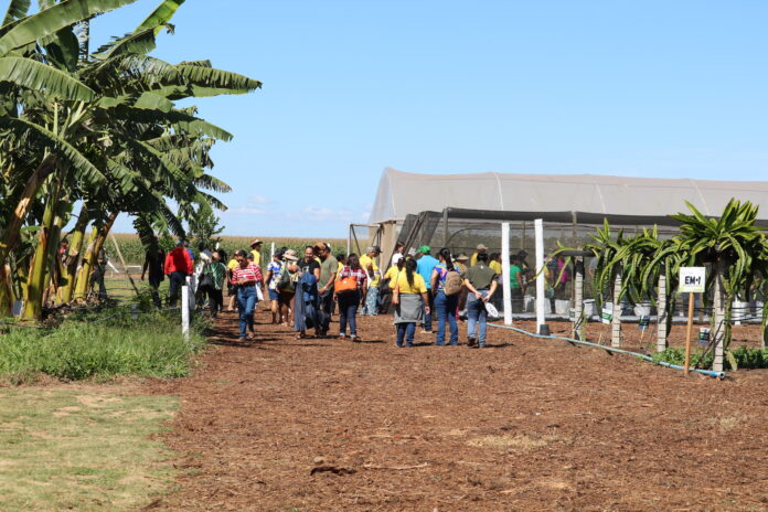 Emater-DF apresenta técnicas para aumentar a renda no Espaço da Fruticultura na AgroBrasília