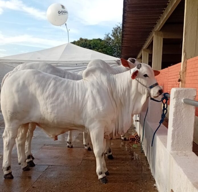 Governo oferece serviços ao setor pecuário em Goiânia