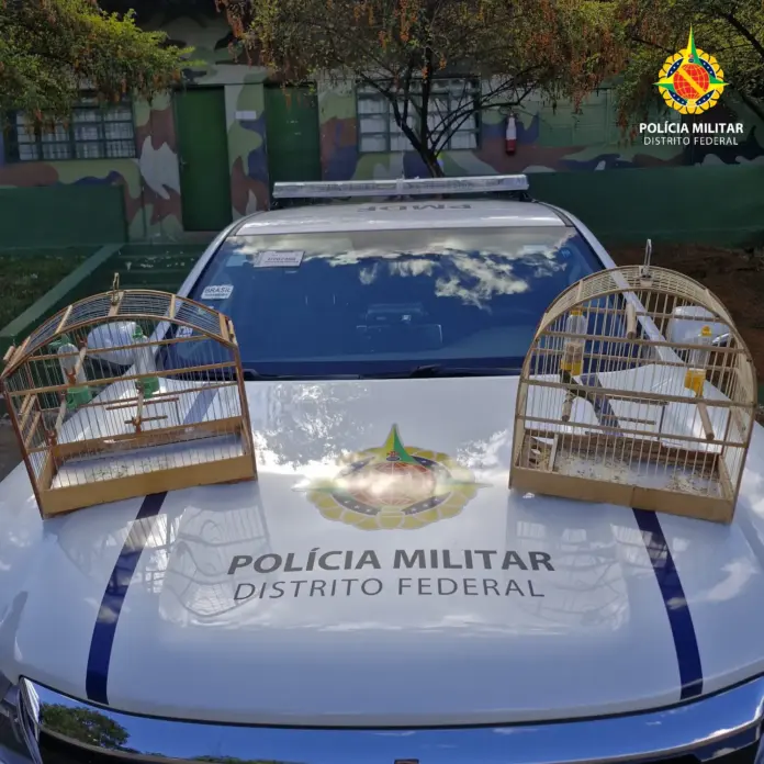 PMDF Resgata Pássaro Silvestre e Autua Infrator em São Sebastião