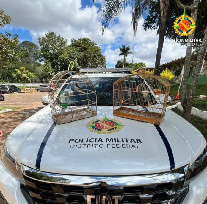 PMDF Resgata 23 Aves da Fauna Silvestre em Três Cativeiros Irregulares em São Sebastião
