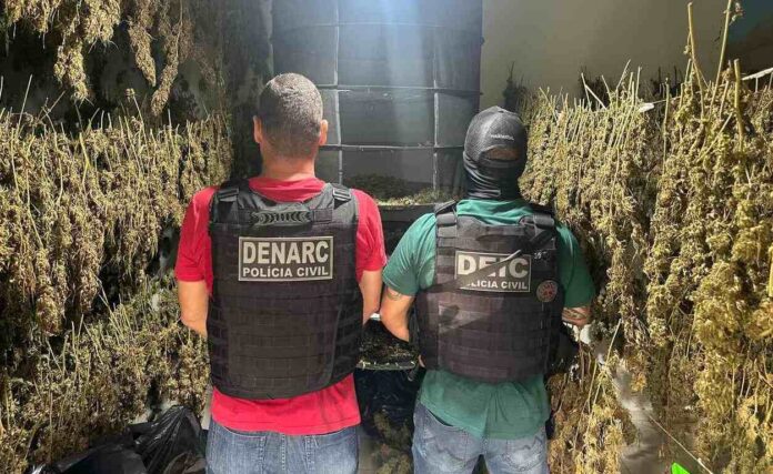Estrutura clandestina usada para cultivo de skunk em Anápolis