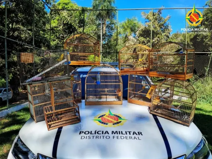 PMDF realiza resgate de aves silvestres mantidas de forma irregular em Santa Maria