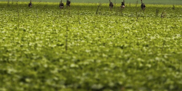 CMN determina a exigência de fotos com localização comprovada para seguro rural